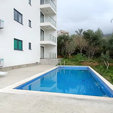 Olive Tree 10